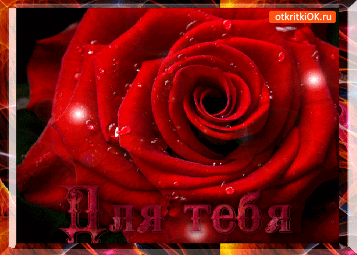 Открытка шикарная роза для тебя