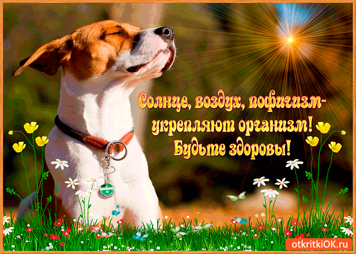 Открытка солнце, воздух, пофигизм - укрепляют организм