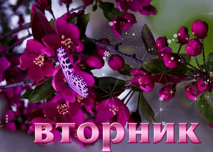 Postcard современная гиф-открытка с бабочкой вторник