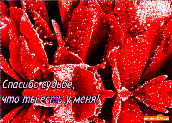 Картинка спасибо судьбе что ты есть у меня