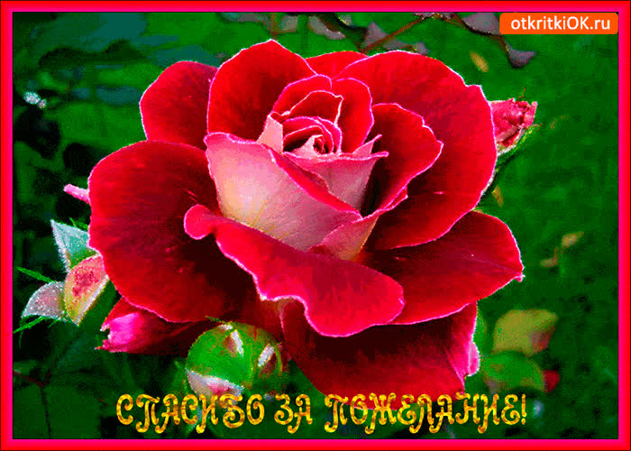 Картинка спасибо тебе за пожелания