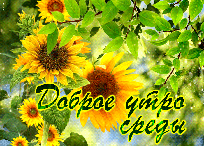 Postcard супер открытка доброе утро среды