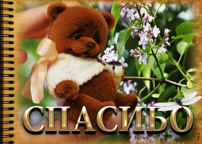 Postcard супер открытка с медвежонком спасибо