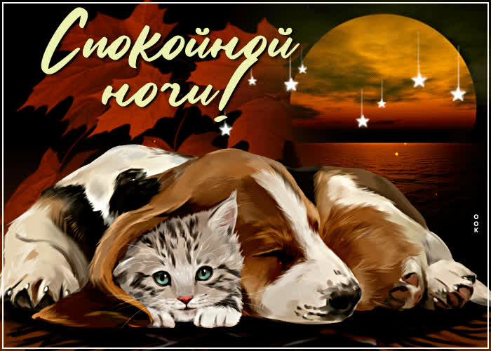 Picture супер открытка с собачкой и котом спокойной ночи