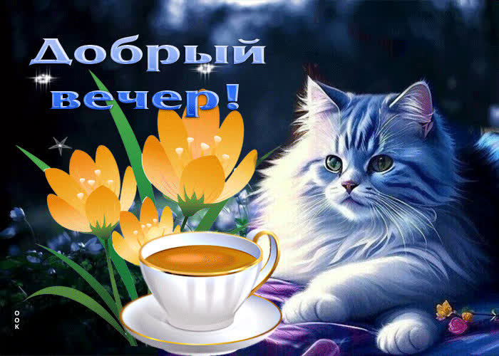 Picture свежая и яркая гиф-открытка с котом добрый вечер