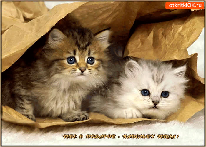 Картинка тебе капельку тепла в подарок