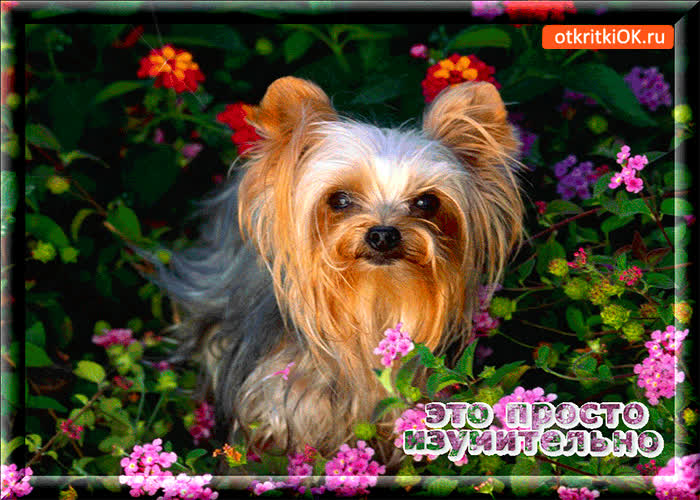 Картинка ты просто изумителен