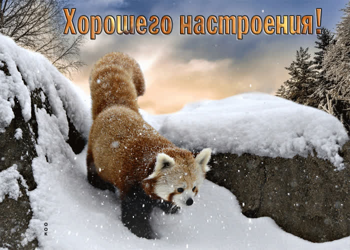 Postcard трогательная зимняя открытка хорошего настроения!