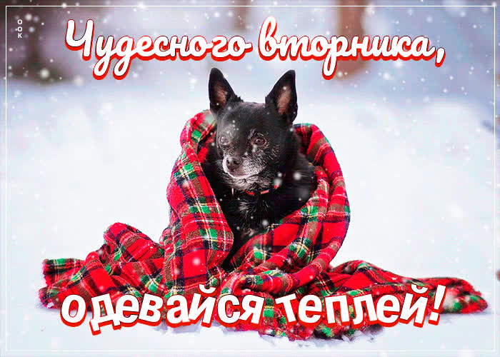 Postcard трогательно-веселая открытка чудесного вторника, одевайся теплее