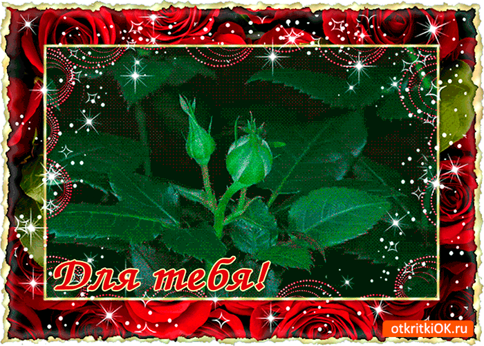 Открытка цветущая роза тебе