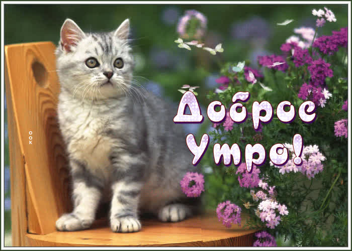 Картинка цветущая открытка доброе утро