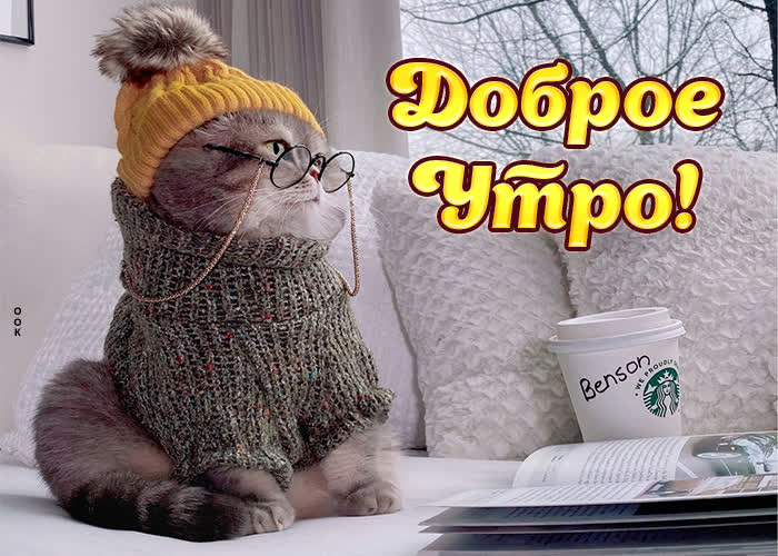 Картинка великолепная картинка с кошкой у окна, доброе утро