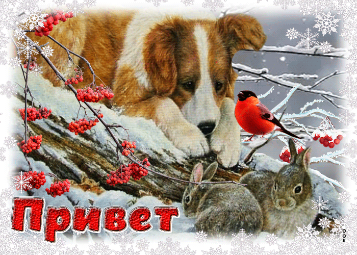 Postcard веселая и волшебная гиф-открытка с животными привет