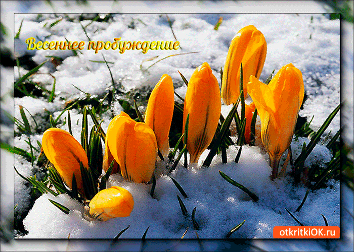 Открытка весеннее пробуждение