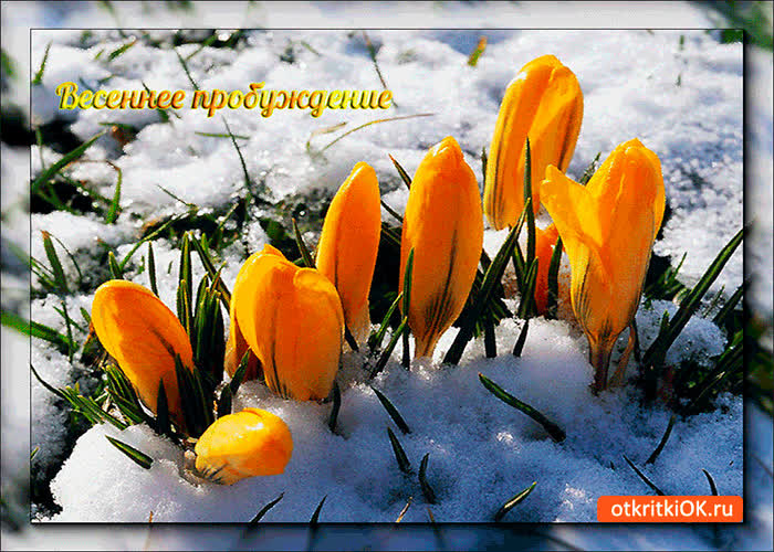 Картинка весеннее пробуждение
