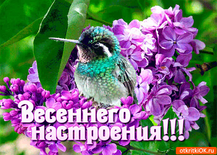 Картинка весеннего сиреневого настроения