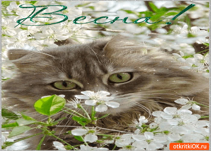 Картинка весна чудесная пришла