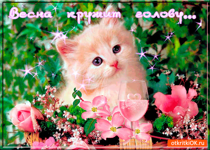 Картинка весна кружит голову