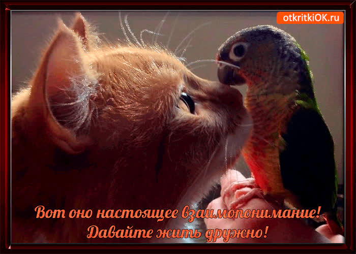 Картинка вот оно, настоящее взаимопонимание