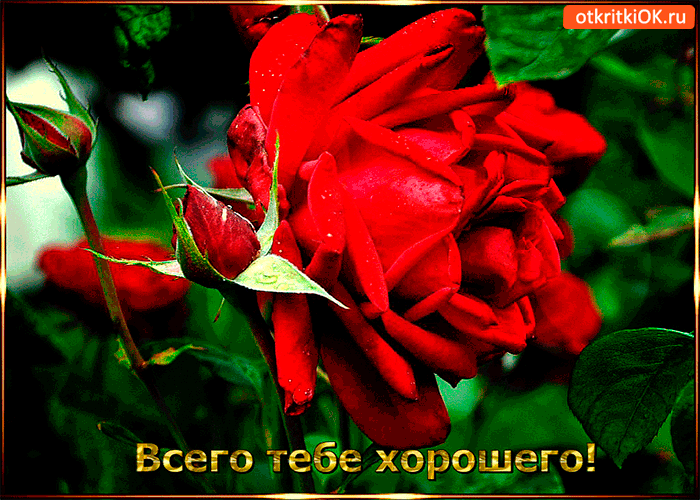 Картинка всего тебе от меня хорошего