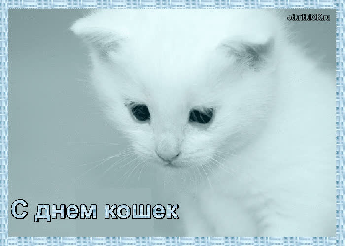 Картинка всемирный день кошек презентация