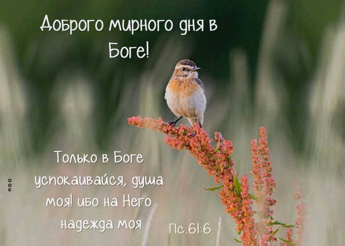Postcard хорошая картинка доброго мирного дня в боге
