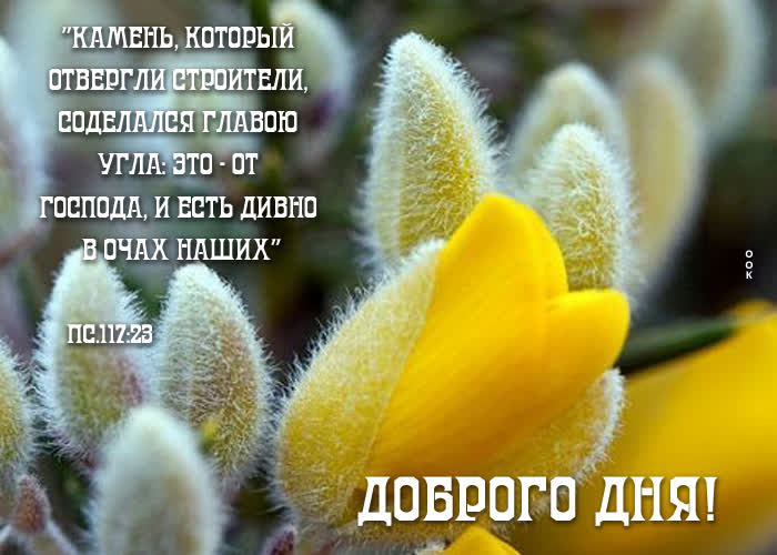 Picture хорошая картинка с цветочками доброго дня