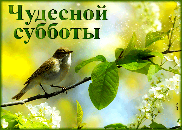 Postcard хорошая открытка с воробьем чудесной субботы