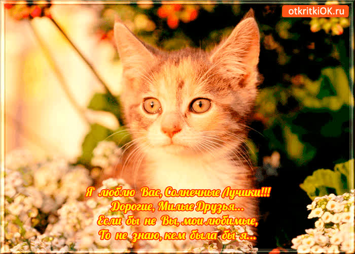 Картинка я люблю вас, солнечные лучики!