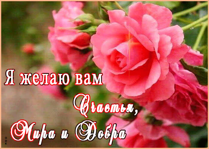 Картинка я желаю вам мира и добра