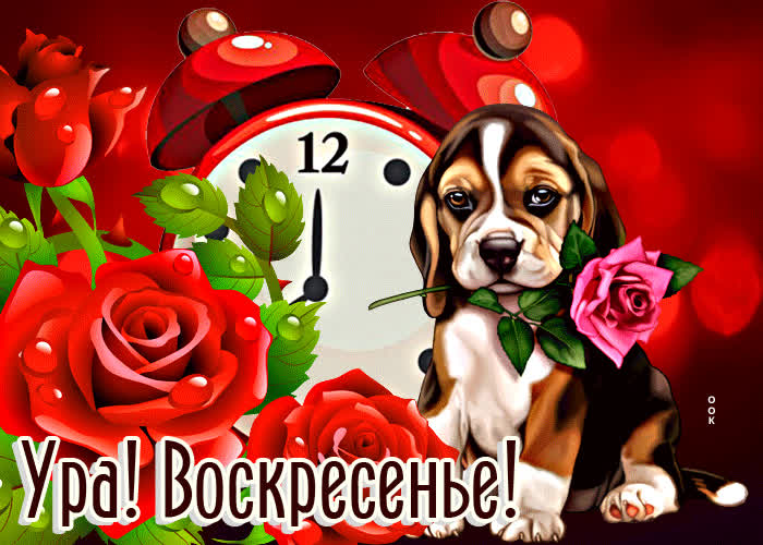 Postcard яркая открытка с розами ура! воскресенье!