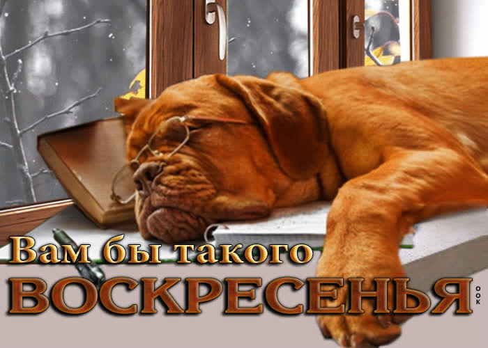 Postcard забавная открытка вам бы такого воскресенья