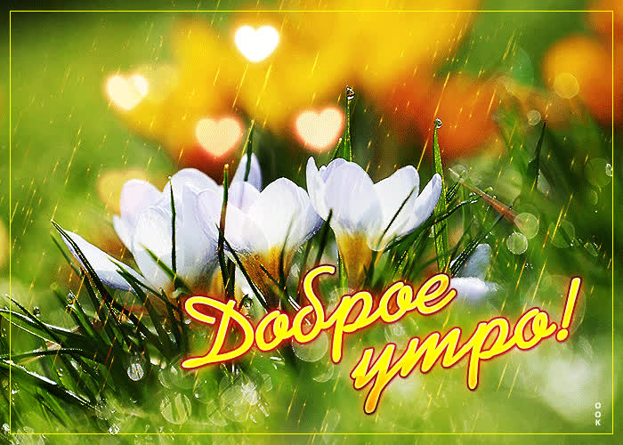 Picture замечательная открытка с нежными цветами доброе утро!