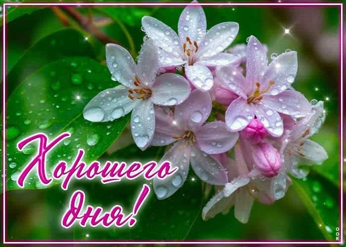 Postcard завораживающая и изящная весенняя гиф-открытка хорошего дня