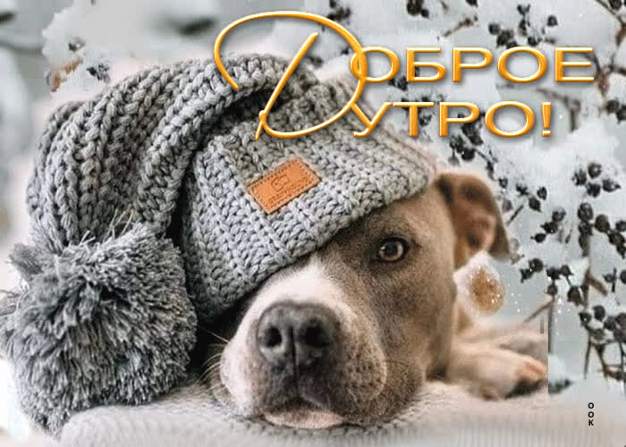 Picture зажигательная и энергичная открытка с собакой доброе утро