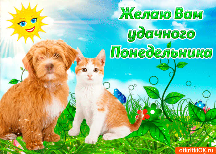 Картинка желаю вам удачного понедельника