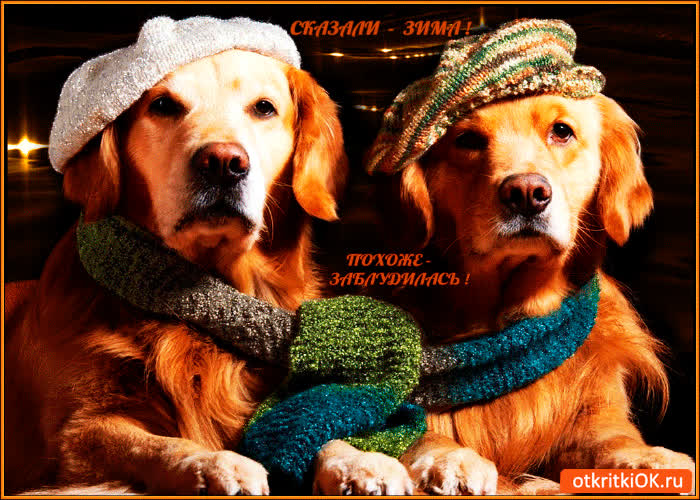 Картинка зима заблудилась